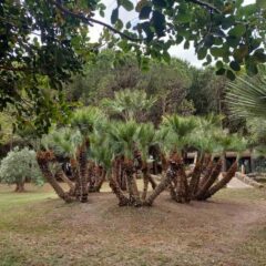 palme-nane20